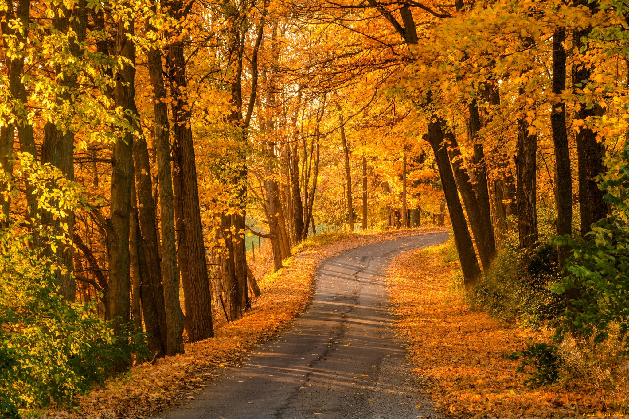, , colorful, leaves, trees, , , , , , , walk, autumn, park, colors, fall, path, road, forest
